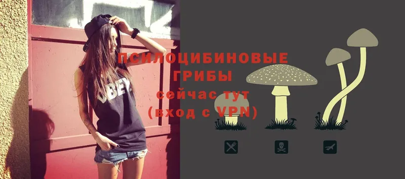 Галлюциногенные грибы Psilocybe  кракен как войти  Ворсма 